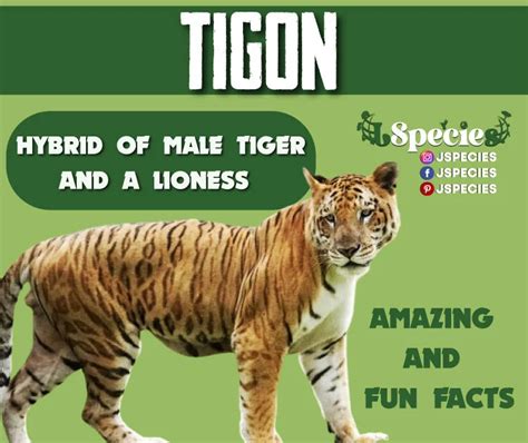 Tigon |Unique Hybrid & Its Fun Facts