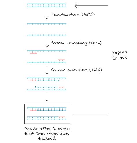 PCR -- the Polymerase chain reaction: Key points of PCR