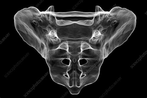 Sacrum bone, illustration - Stock Image - F037/6943 - Science Photo Library