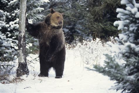 What Are the Adaptations for Animals to Survive in the Taiga? | Sciencing