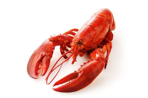 2 lb. Fresh Live Maine Lobster | Lobsters Online: Owned & Operated by ...