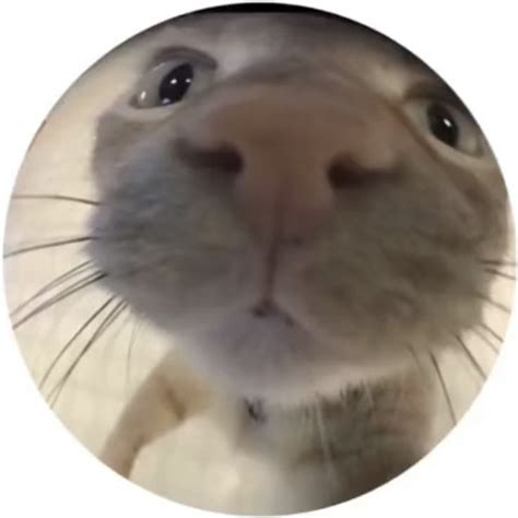 cool edgy tiktok Round icon pfp cute cat cool fish eye aesthetic Y2K ...