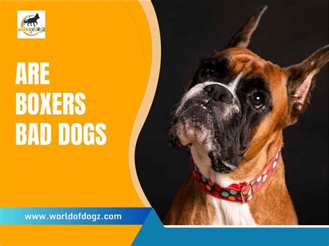 Are Boxers Bad Dogs? 8 Reasons NOT To Get a Boxer! - World of Dogz