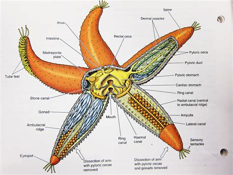 Diagram Of A Starfish