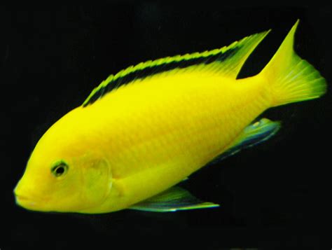 Electric Yellow - Labidochromis caeruleus | Aquarium Fish Paradise ...