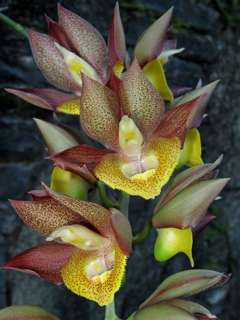 Catasetum hybrid | Orchids, Flowers, Plants