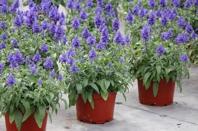 Salvia farinacea Velocity Blue | Lucas Greenhouses