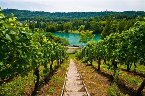 Vineyard at the Rhine River Stock Photo - Image of agriculture, banks ...