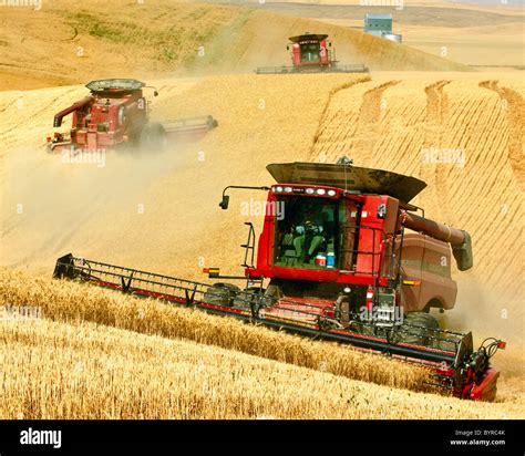 Agriculture - Three Case IH combines harvest wheat on the steep ...