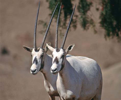 Arabian oryx | San Diego Zoo Wildlife Explorers