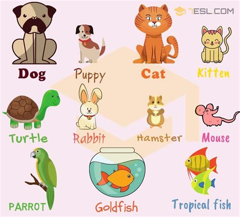 How many types of pets are there in terms of attributes