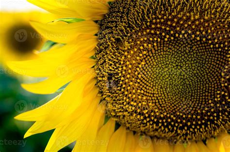 Bee on a sunflower 2230437 Stock Photo at Vecteezy