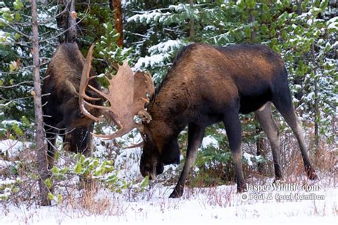 Jasper Winter Wildlife Tours