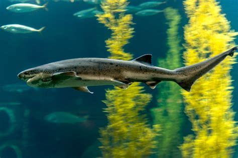 Monterey Bay Habitats | Exhibit | Monterey Bay Aquarium