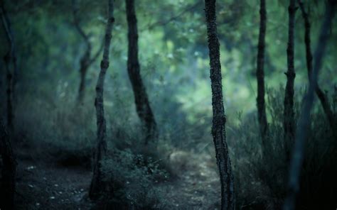 nature, Forest, Trees, Blurred Wallpapers HD / Desktop and Mobile ...