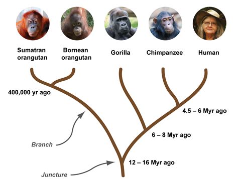 Orangutan genome (part 1): The quest for Leakey’s ancestral great ape ...