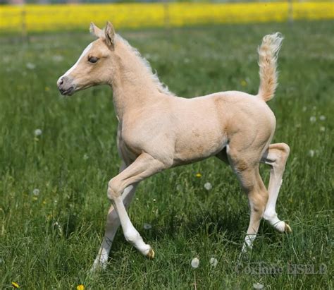 palomino foal Appaloosa, Palomino, Beautiful Horses, Beautiful Babies ...