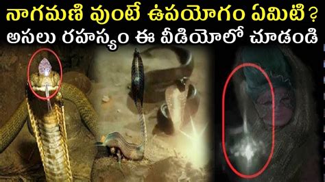 Nagamani - Real or Fake? | Use of Nagamani | Secrets about Snake Stone ...