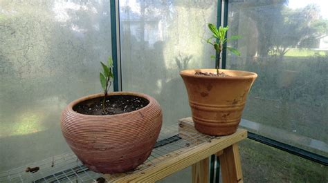 Florida Gardening Zone 9: Cashew Tree Seedlings