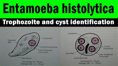 Entamoeba Histolytica Cyst Morphology | The Best Porn Website