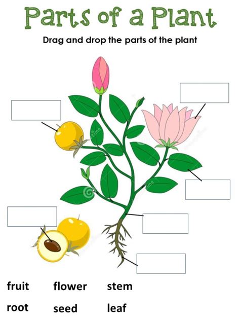 Parts of a plant interactive worksheet for 1st Grade. You can do the ...