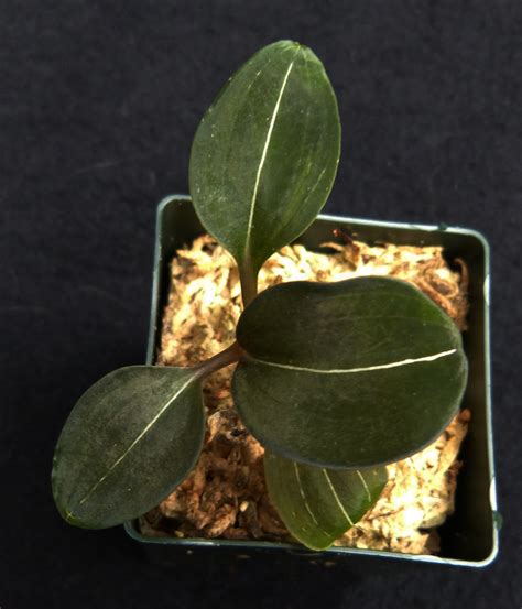 Ludisia discolor var nigrescens – OLYMPIC ORCHIDS