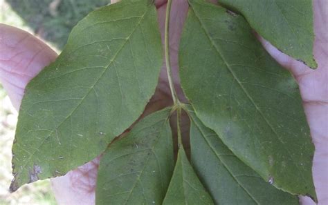 Leaf Pinnate - Tree Guide UK pinnate leaf identification