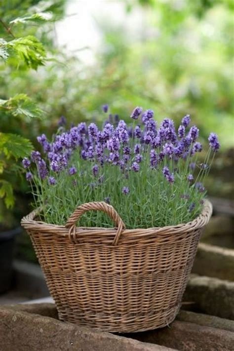 Planting lavender in pots