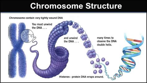 Chromosomes: What is the structure, Types and Functions?