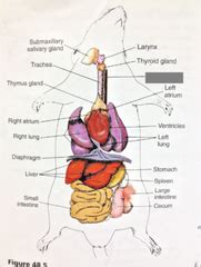 Rat Anatomy Flashcards | Quizlet