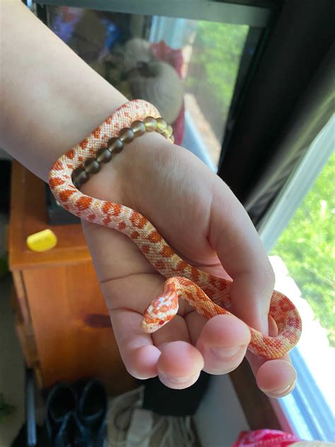 health - My Amelanistic Corn Snake is turning yellow? - Pets Stack Exchange