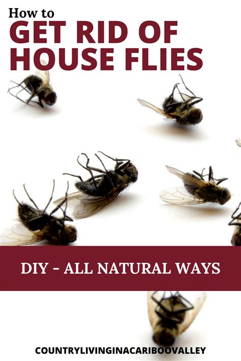 Get Rid of House Flies - Natural Ways to Kill Flies without Chemicals ...