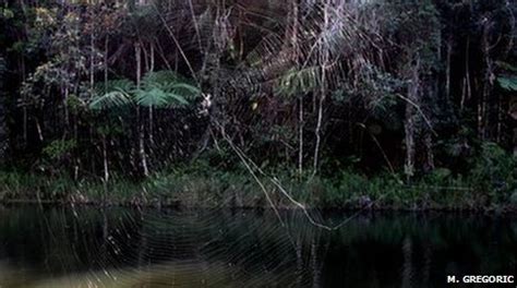 BBC - Earth News - Gigantic spider's web discovered in Madagascar