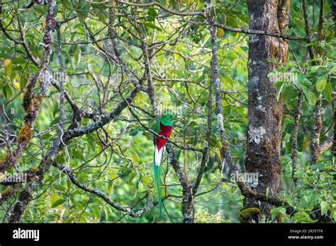 Resplendent quetzal (Pharomachrus mocinno), San Gerardo de Dota ...