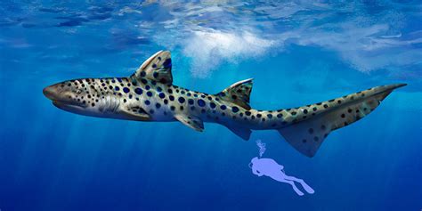 Giant sharks once swam through prehistoric Texas | Earth Archives