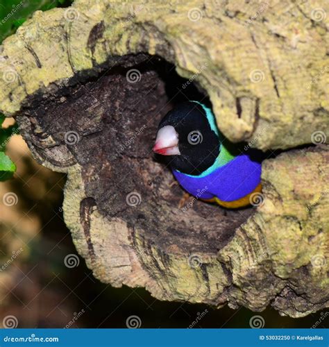 Gouldian finch stock photo. Image of side, wildlife, bird - 53032250