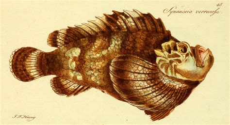 How to treat a stonefish sting – SurferToday – Surf Cat