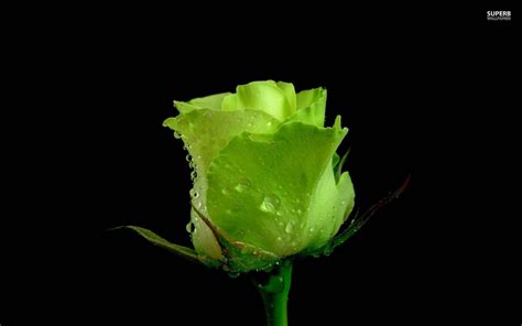 Green Rose Wallpapers - Wallpaper Cave