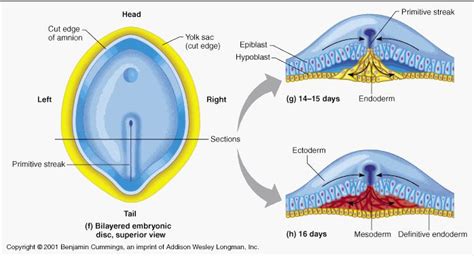 Mesoderm |Genetic Engineering Info