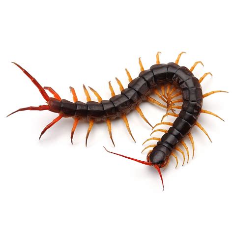 Centipedes in Australia | Fantastic Pest Control Australia