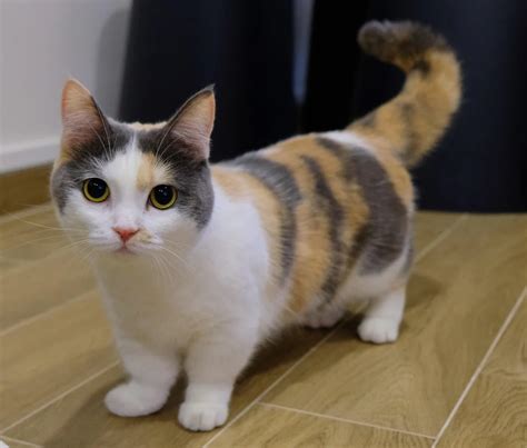 The Munchkin cat or Sausage cat is a newer breed of cat characterized ...