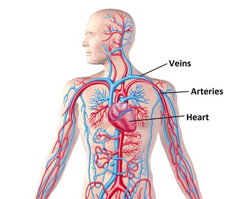 Circulatory System Diagram Simplified | Images and Photos finder