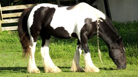 Gypsy Vanner Horses: Origin, Characteristics, And Care Tips