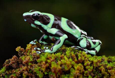 Green and Black Poison Dart Frog - Connecticut's Beardsley Zoo