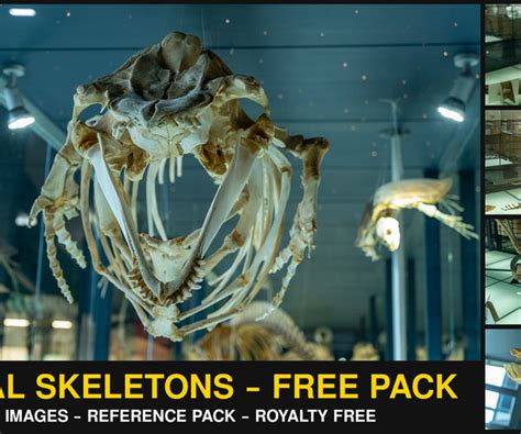 ArtStation - Animal Skeletons - Free Photo Reference Pack | Resources