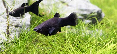 Black Molly Species | Tropical Fish Hobbyist Magazine