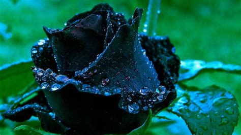 Black Rose Wallpaper HD | PixelsTalk.Net