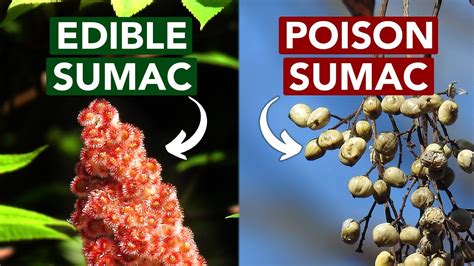 What’s the difference between poison sumac and sumac? – Zandex