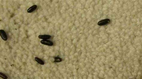 What Does Roach Poop Looks Like? And Why You MUST Know