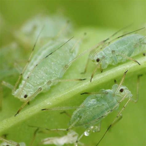 Aphids